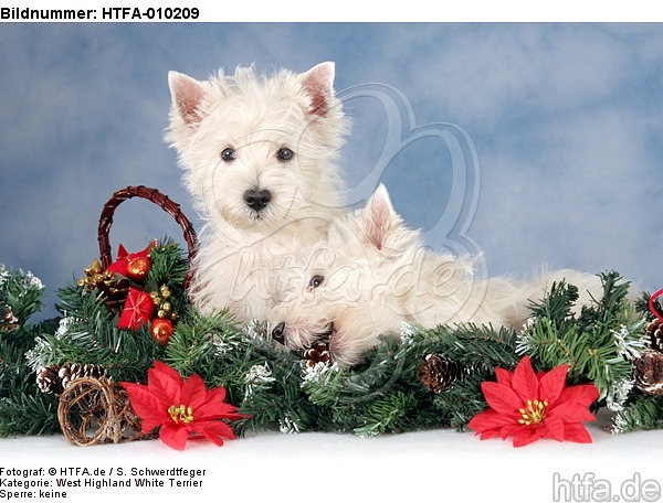 West Highland White Terrier Welpen / West Highland White Terrier Puppies / HTFA-010209