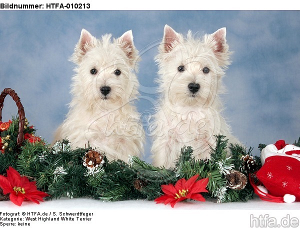 West Highland White Terrier Welpen / West Highland White Terrier Puppies / HTFA-010213