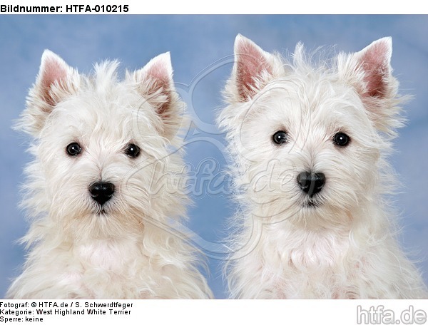 West Highland White Terrier Welpen / West Highland White Terrier Puppies / HTFA-010215