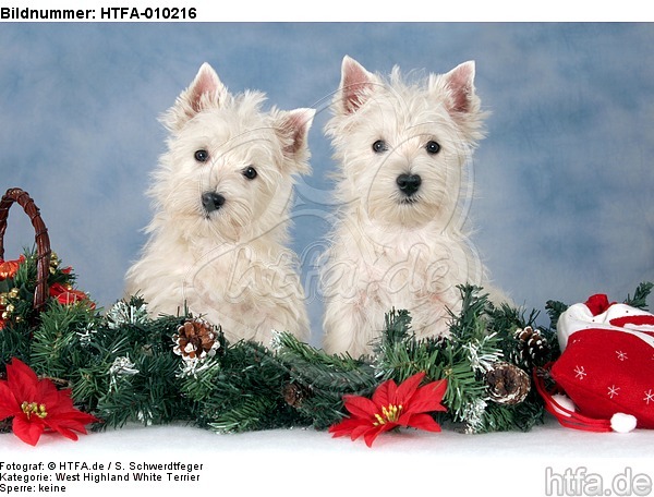 West Highland White Terrier Welpen / West Highland White Terrier Puppies / HTFA-010216