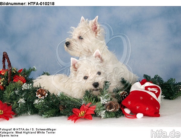West Highland White Terrier Welpen / West Highland White Terrier Puppies / HTFA-010218