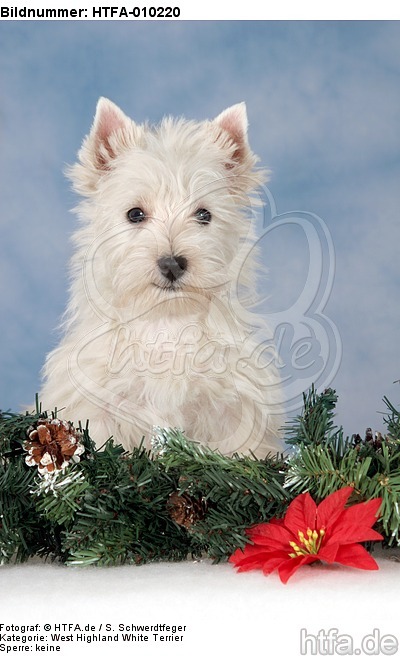 sitzender West Highland White Terrier Welpe / sitting West Highland White Terrier Puppy / HTFA-010220
