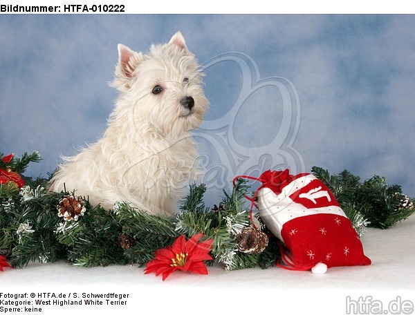 sitzender West Highland White Terrier Welpe / sitting West Highland White Terrier Puppy / HTFA-010222