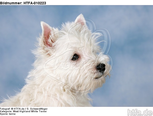West Highland White Terrier Welpe / West Highland White Terrier Puppy / HTFA-010223