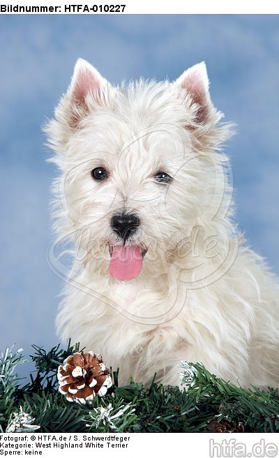 West Highland White Terrier Welpe / West Highland White Terrier Puppy / HTFA-010227