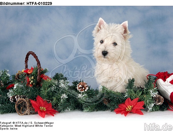 sitzender West Highland White Terrier Welpe / sitting West Highland White Terrier Puppy / HTFA-010229