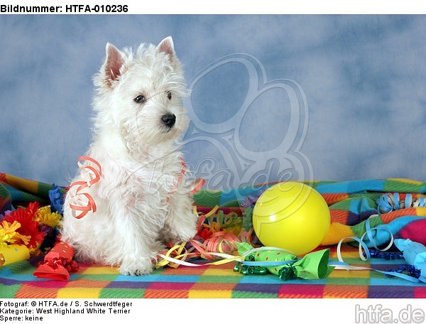 sitzender West Highland White Terrier Welpe / sitting West Highland White Terrier Puppy / HTFA-010236