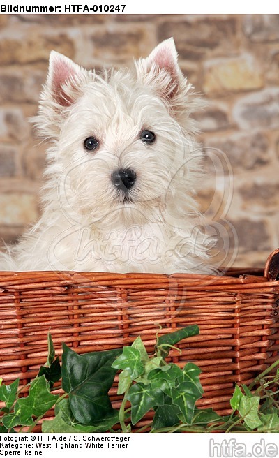 West Highland White Terrier Welpe / West Highland White Terrier Puppy / HTFA-010247