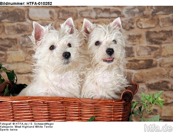 West Highland White Terrier Welpen / West Highland White Terrier Puppies / HTFA-010252