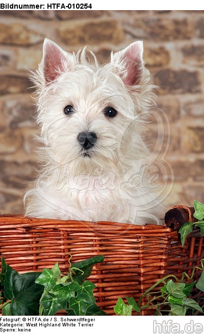 West Highland White Terrier Welpe / West Highland White Terrier Puppy / HTFA-010254