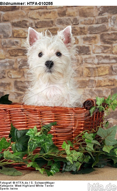 West Highland White Terrier Welpe / West Highland White Terrier Puppy / HTFA-010255
