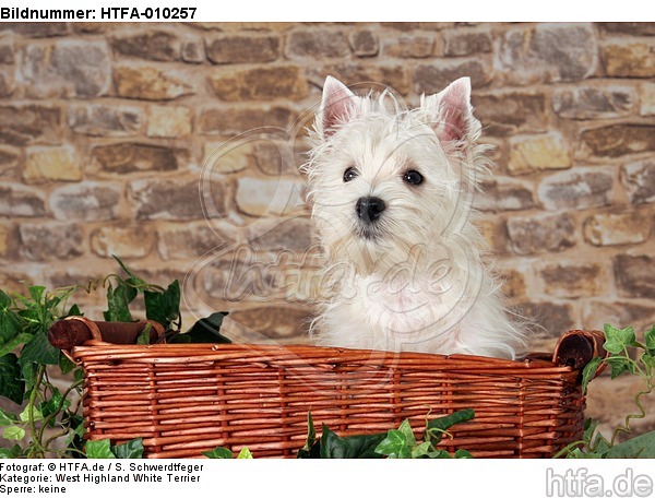 West Highland White Terrier Welpe / West Highland White Terrier Puppy / HTFA-010257