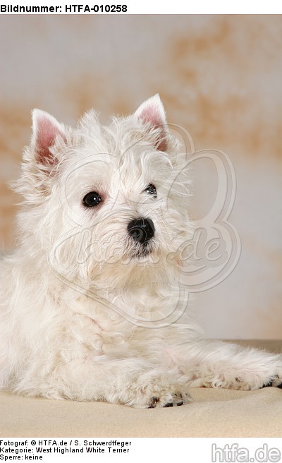 liegender West Highland White Terrier Welpe / lying West Highland White Terrier Puppy / HTFA-010258