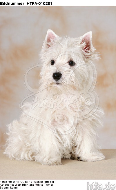 sitzender West Highland White Terrier Welpe / sitting West Highland White Terrier Puppy / HTFA-010261