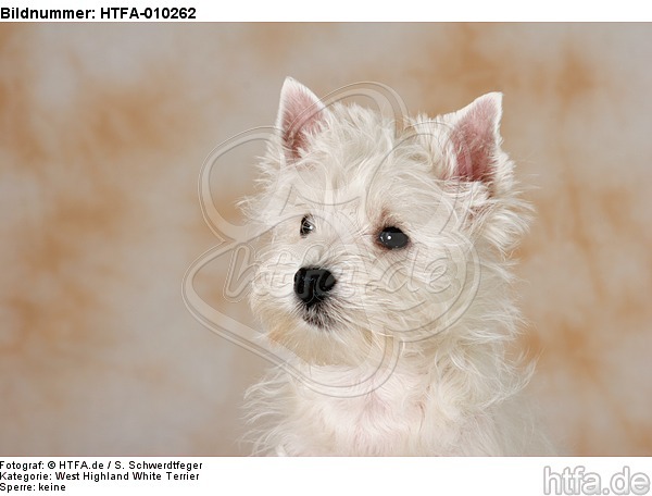 West Highland White Terrier Welpe / West Highland White Terrier Puppy / HTFA-010262