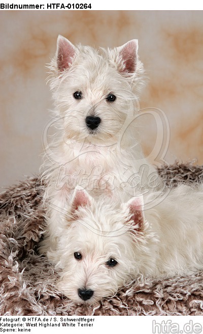 West Highland White Terrier Welpen / West Highland White Terrier Puppies / HTFA-010264