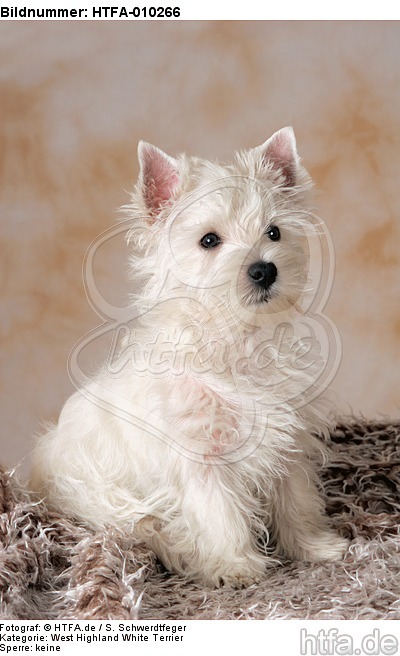 sitzender West Highland White Terrier Welpe / sitting West Highland White Terrier Puppy / HTFA-010266