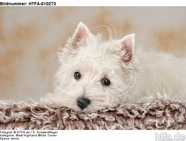 liegender West Highland White Terrier Welpe / lying West Highland White Terrier Puppy / HTFA-010273