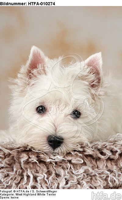 West Highland White Terrier Welpe / West Highland White Terrier Puppy / HTFA-010274