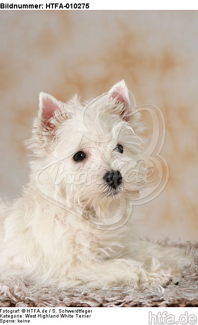 liegender West Highland White Terrier Welpe / lying West Highland White Terrier Puppy / HTFA-010275