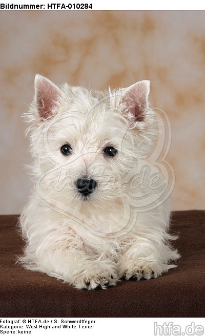 liegender West Highland White Terrier Welpe / lying West Highland White Terrier Puppy / HTFA-010284