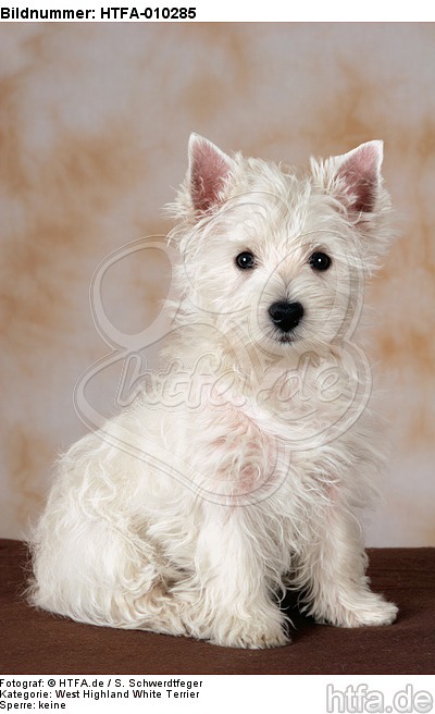 sitzender West Highland White Terrier Welpe / sitting West Highland White Terrier Puppy / HTFA-010285