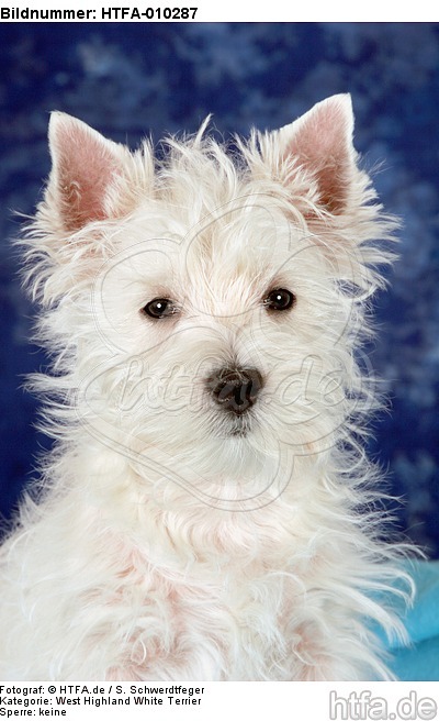 West Highland White Terrier Welpe / West Highland White Terrier Puppy / HTFA-010287
