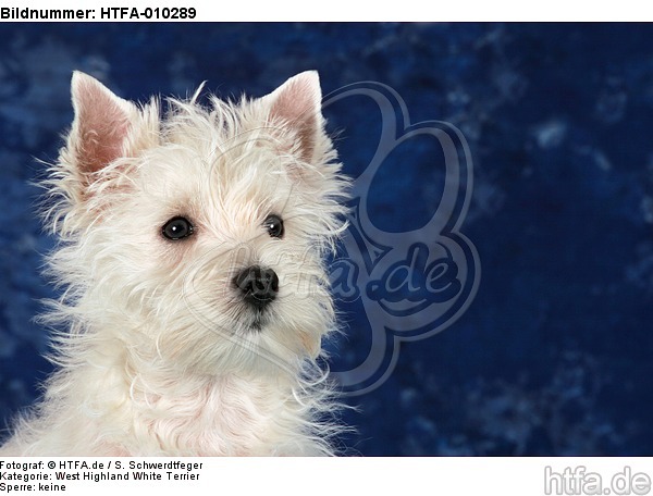 West Highland White Terrier Welpe / West Highland White Terrier Puppy / HTFA-010289