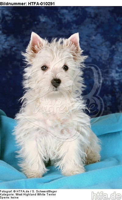 sitzender West Highland White Terrier Welpe / sitting West Highland White Terrier Puppy / HTFA-010291