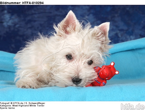 liegender West Highland White Terrier Welpe / lying West Highland White Terrier Puppy / HTFA-010294