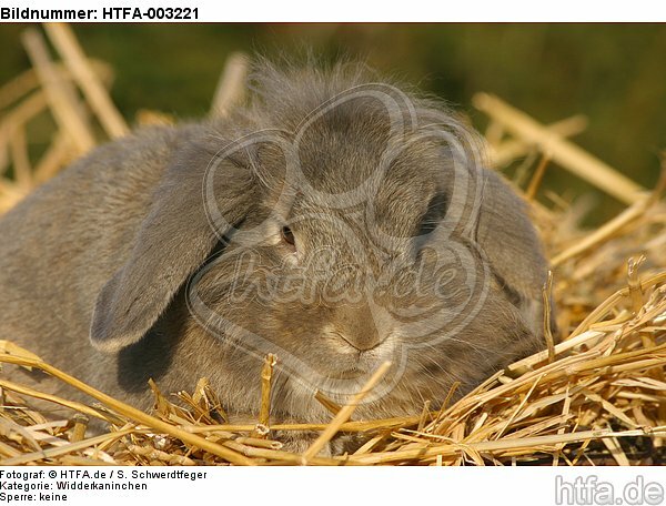 Widderkaninchen / lop-eared bunny / HTFA-003221
