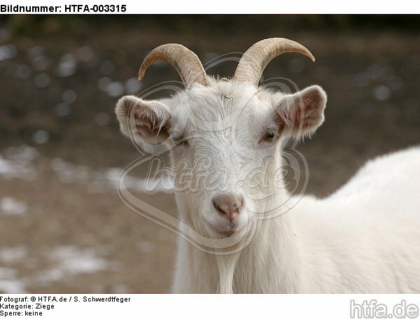 Hausziege / goat / HTFA-003315