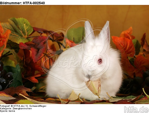 Zwergkaninchen / dwarf rabbit / HTFA-002540