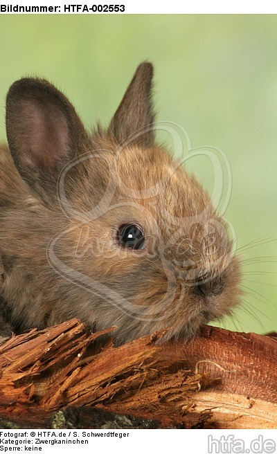 Zwergkaninchen / dwarf rabbit / HTFA-002553