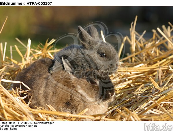 Zwergkaninchen / dwarf rabbit / HTFA-003207
