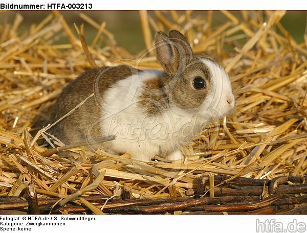 Zwergkaninchen / dwarf rabbit / HTFA-003213
