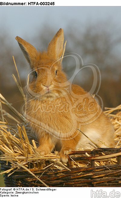 Zwergkaninchen / dwarf rabbit / HTFA-003245