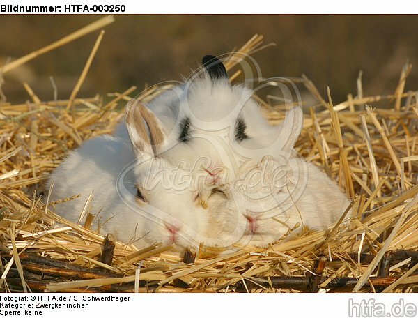 Zwergkaninchen / dwarf rabbits / HTFA-003250