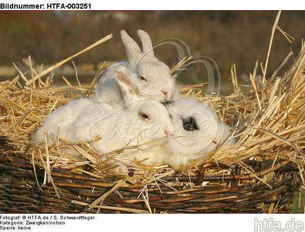 Zwergkaninchen / dwarf rabbits / HTFA-003251