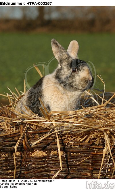 Zwergkaninchen / dwarf rabbit / HTFA-003257