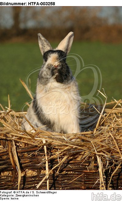 Zwergkaninchen / dwarf rabbit / HTFA-003258