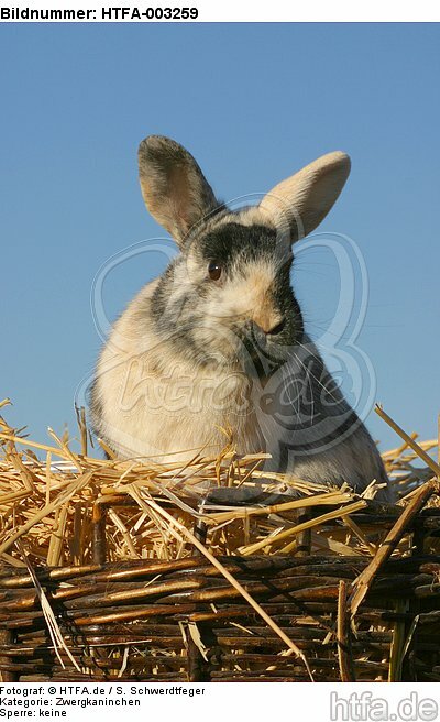 Zwergkaninchen / dwarf rabbit / HTFA-003259