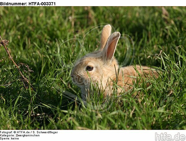 Zwergkaninchen / dwarf rabbit / HTFA-003371