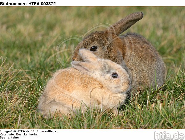 Zwergkaninchen und Widderkaninchen / dwarf rabbit and lop-eared rabbit / HTFA-003372