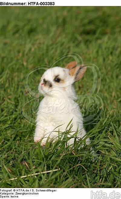 Zwergkaninchen / dwarf rabbit / HTFA-003383