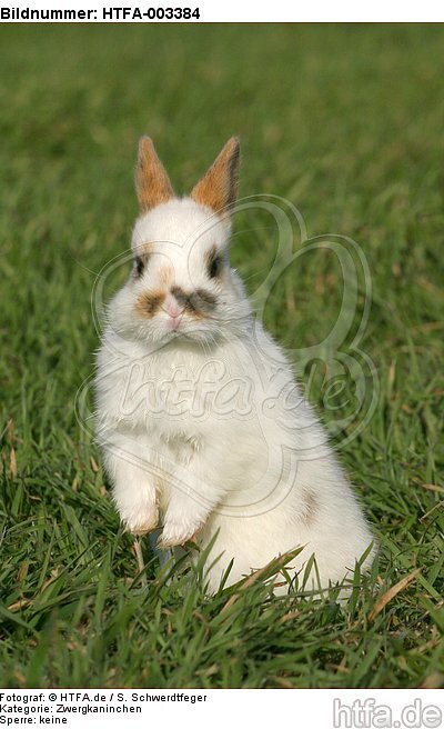 Zwergkaninchen / dwarf rabbit / HTFA-003384