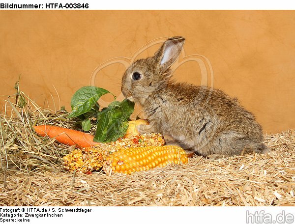 Zwergkaninchen / dwarf rabbit / HTFA-003846