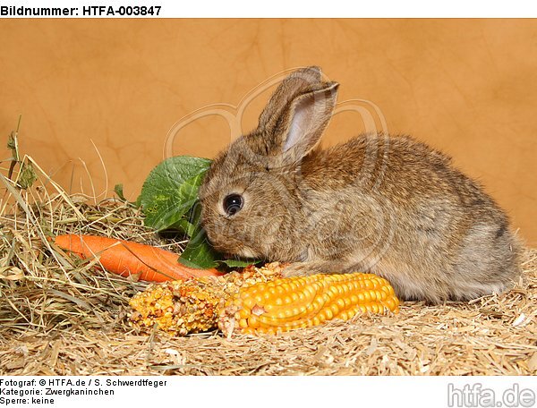 Zwergkaninchen / dwarf rabbit / HTFA-003847