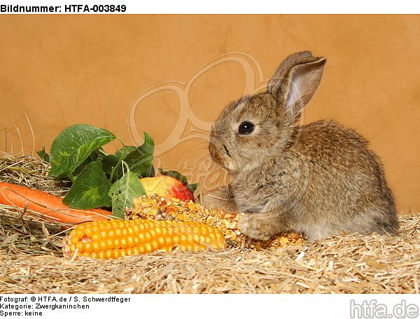 Zwergkaninchen / dwarf rabbit / HTFA-003849