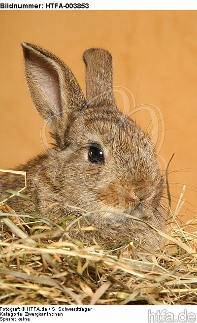 Zwergkaninchen / dwarf rabbit / HTFA-003853